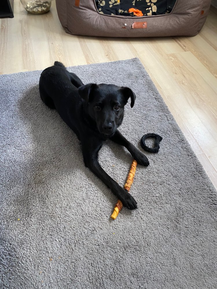 Hundetreffen-Spielstunde-Profilbild