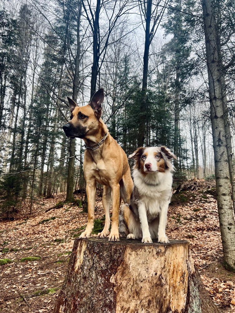 Hundetreffen-Gemeinsames Training/ Spaziergang-Profilbild