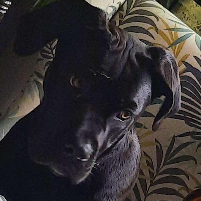 Hundetreffen-Gassigehen und Spielen-Profilbild