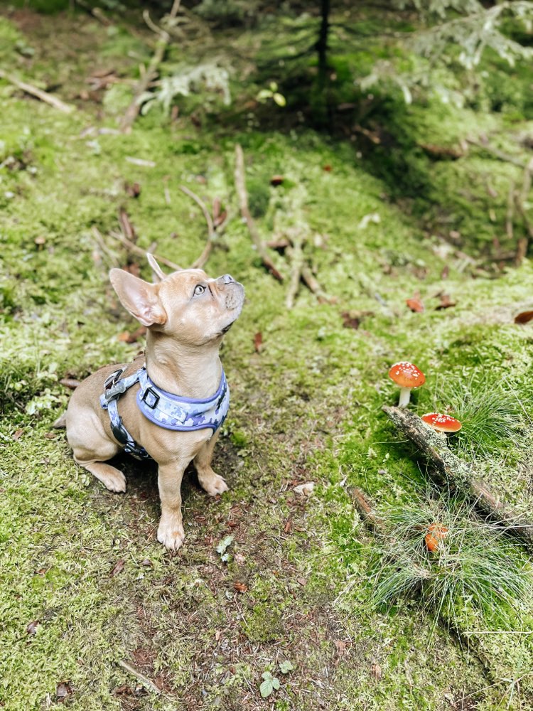 Hundetreffen-Gassi Freundschaft-Profilbild