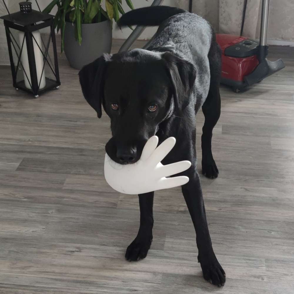 Hundetreffen-Spaziergang und toben gehören nicht zwingend zusammen geht aber auch.-Profilbild