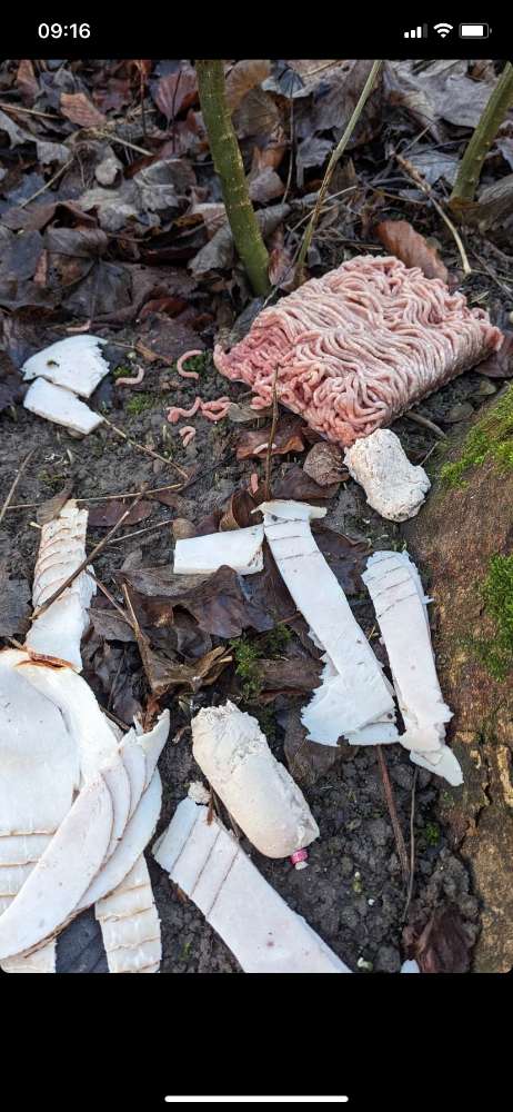 Giftköder-Giftköder-Profilbild