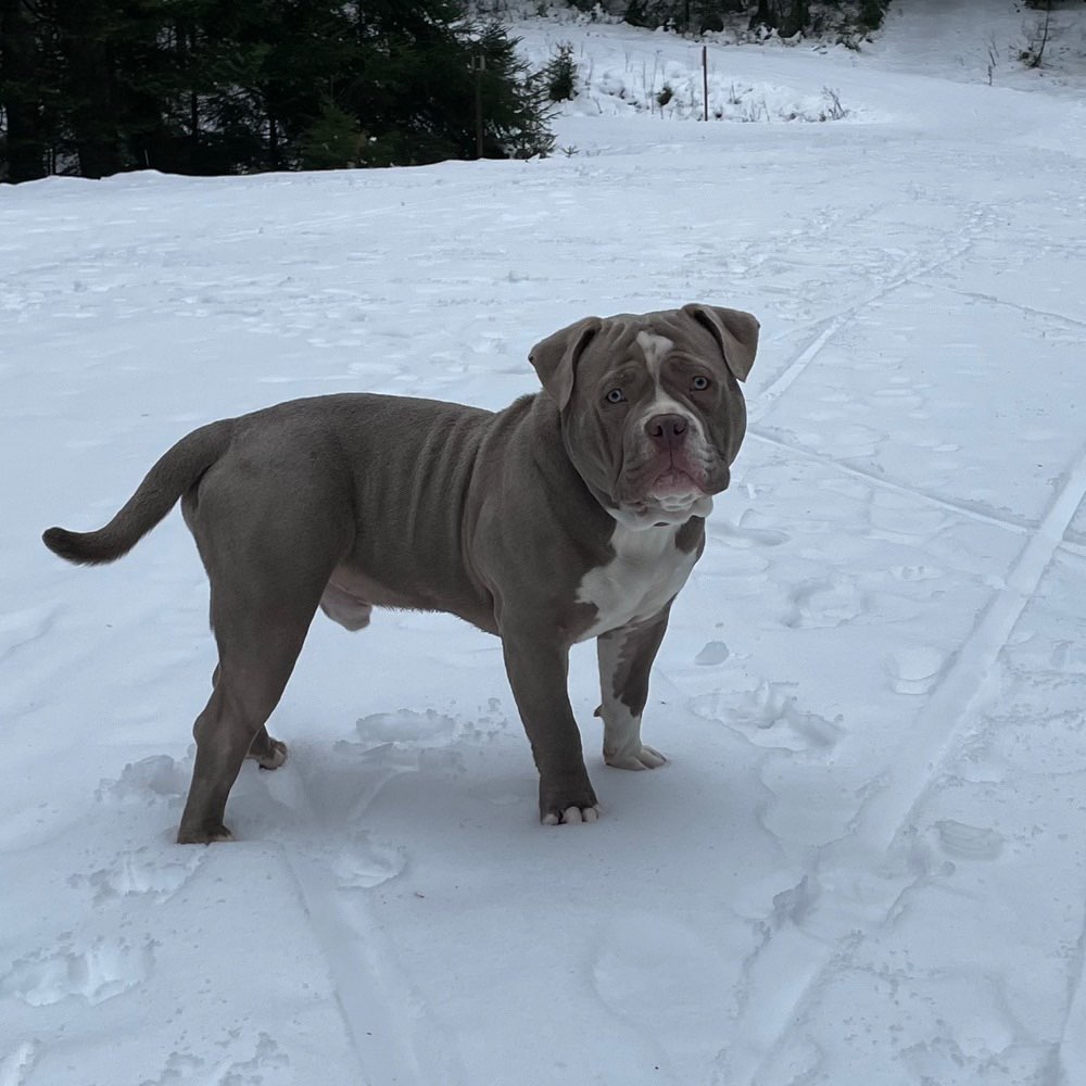 Hundetreffen-Spielen-Profilbild