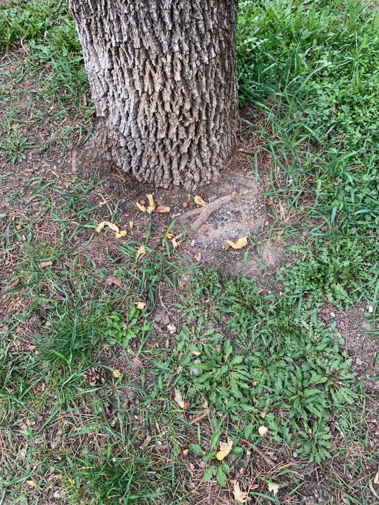 Giftköder-Fleischstücke in Czatoryskigasse-Profilbild