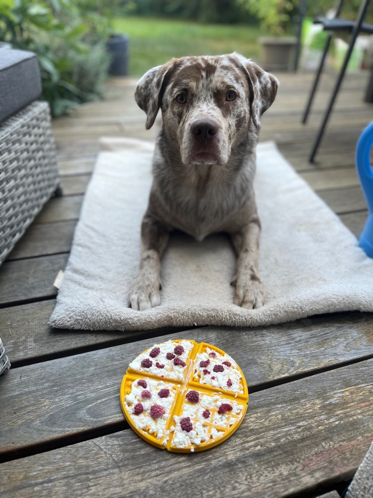 Hundetreffen-Suche Spielkameraden-Profilbild