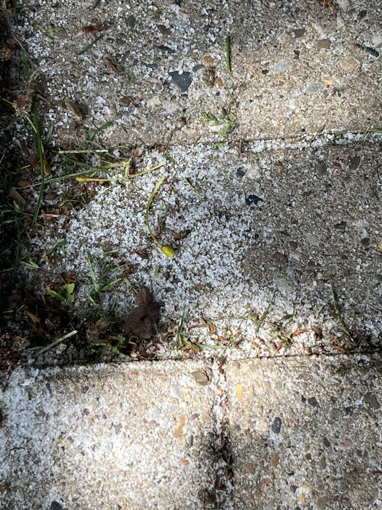 Giftköder-Granulat, sieht aus wie Streusalz-Profilbild