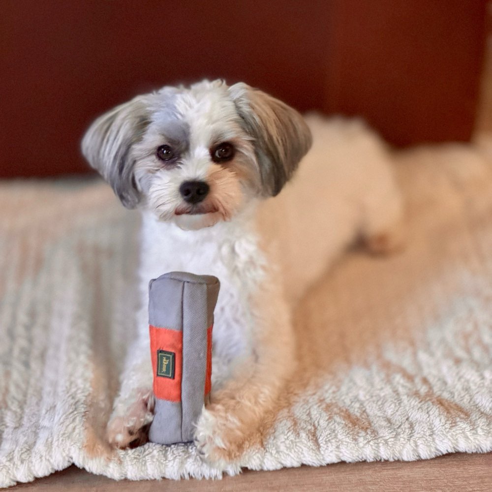 Hundetreffen-Gassierunde-Profilbild