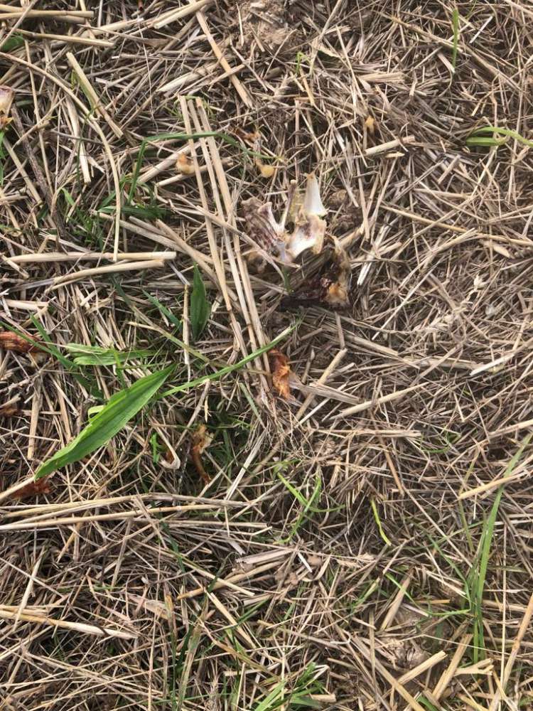 Giftköder-Möglicher Giftköder-Profilbild