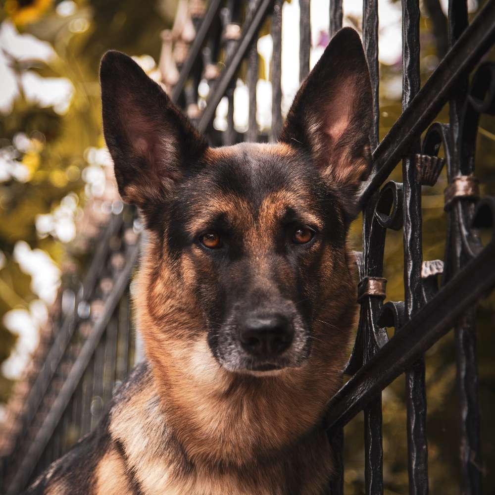 Hundetreffen-Gassi an der Leine-Profilbild