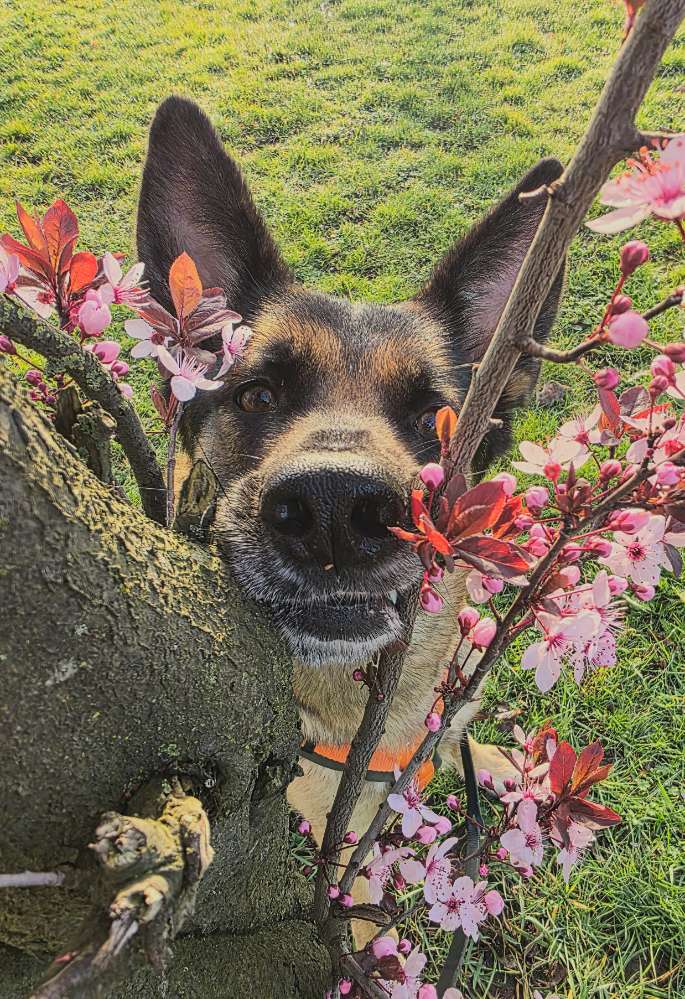 Hundetreffen-Gassi an der Leine-Profilbild