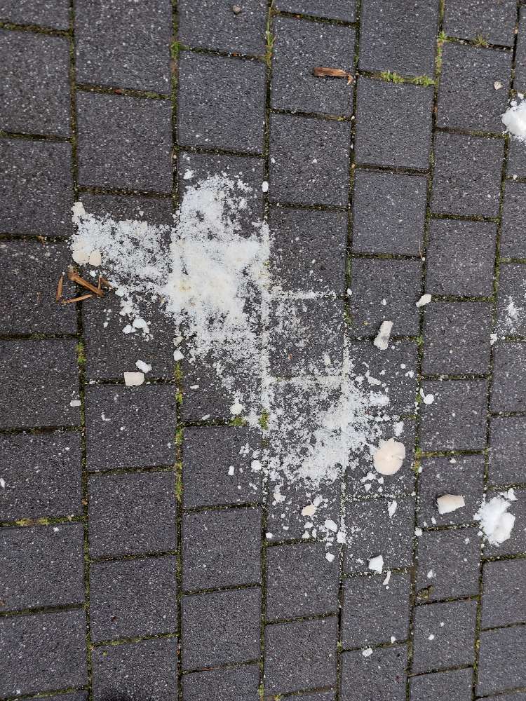 Giftköder-Komisches weißes Pulver in Gauting-Profilbild