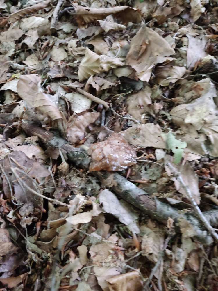 Giftköder-Nassfutter im Waldstück verstreut-Profilbild