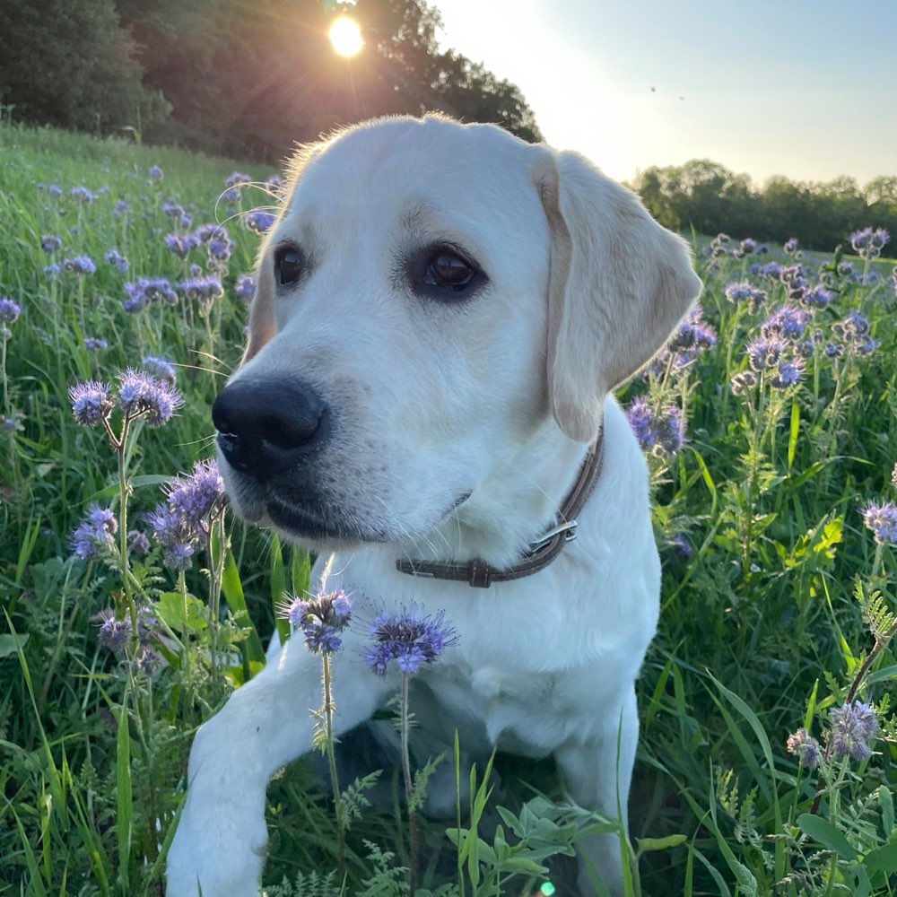 Hundetreffen-Wildes Labbi-spielen mit Jake-Profilbild
