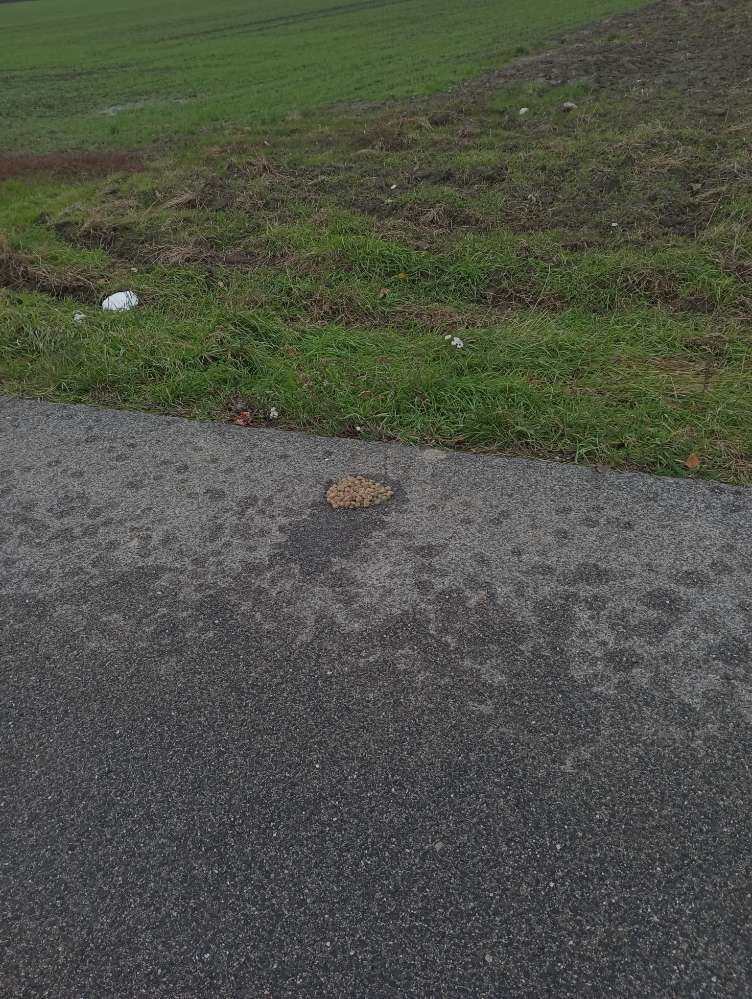 Giftköder-Giftköder-Profilbild