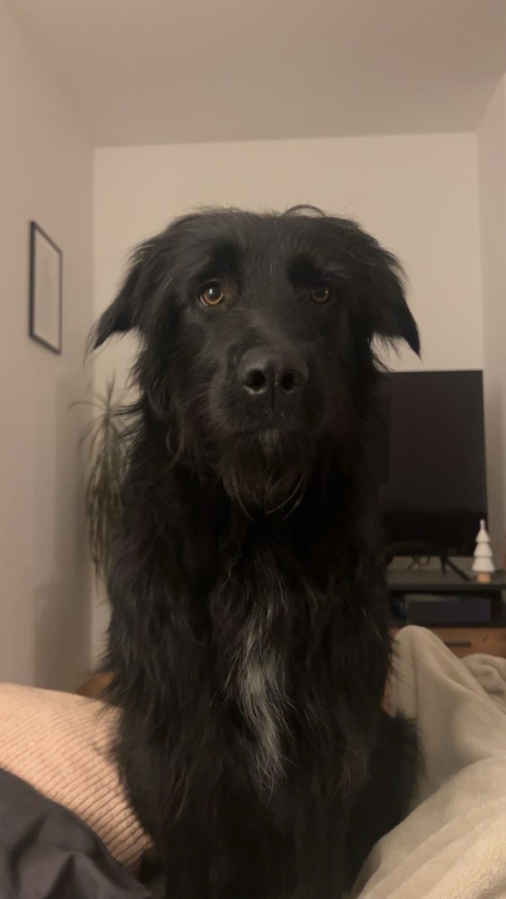 Hundetreffen-Gemeinsame Spaziergänge :) / Spieltreffen-Profilbild