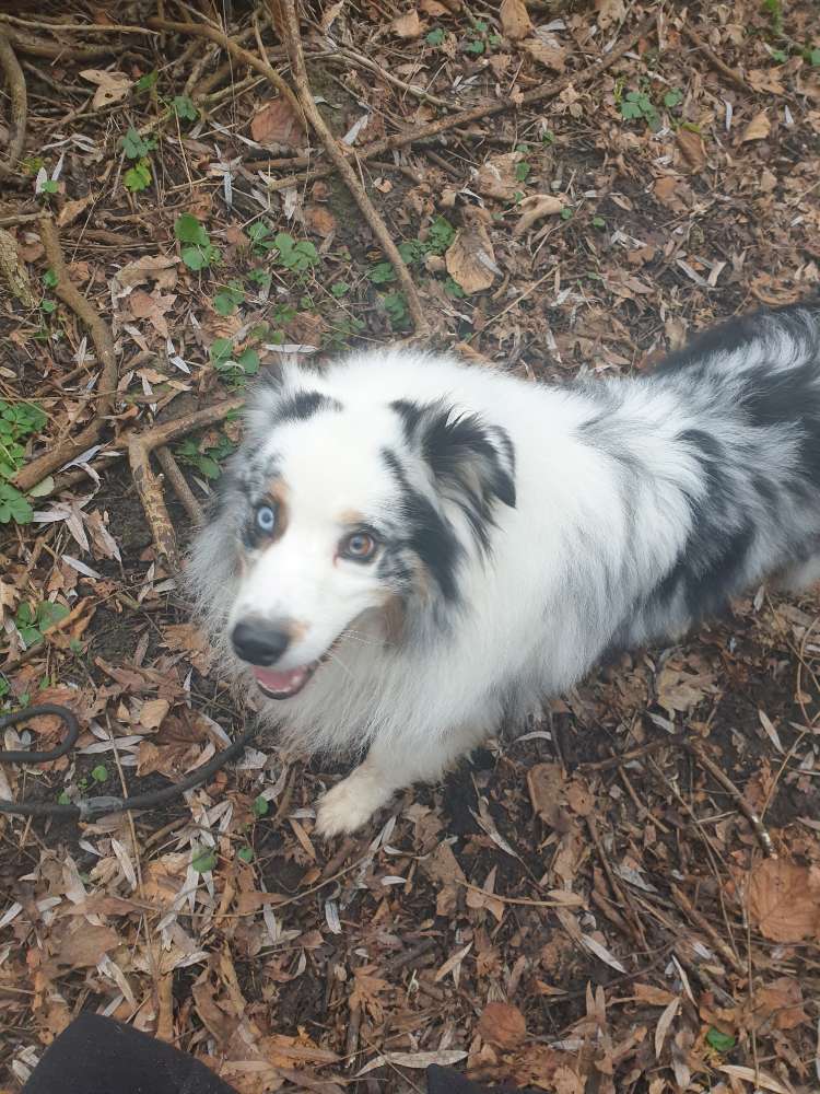 Hundetreffen-Spieletreff und Gassirunden bei der Kälberwiese-Profilbild