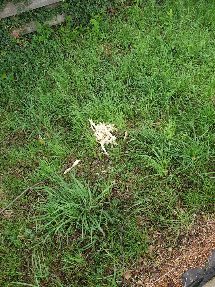 Giftköder-Brot- oder Pizzareste-Profilbild