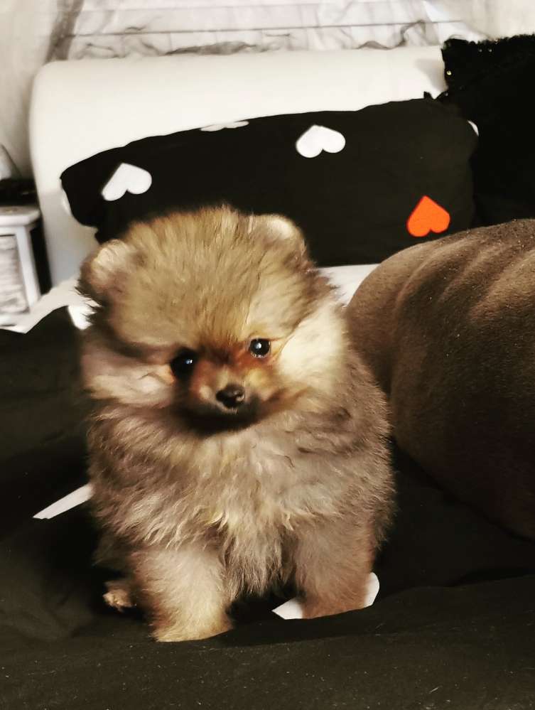 Hundetreffen-Welpentreffen Heiligensee-Profilbild