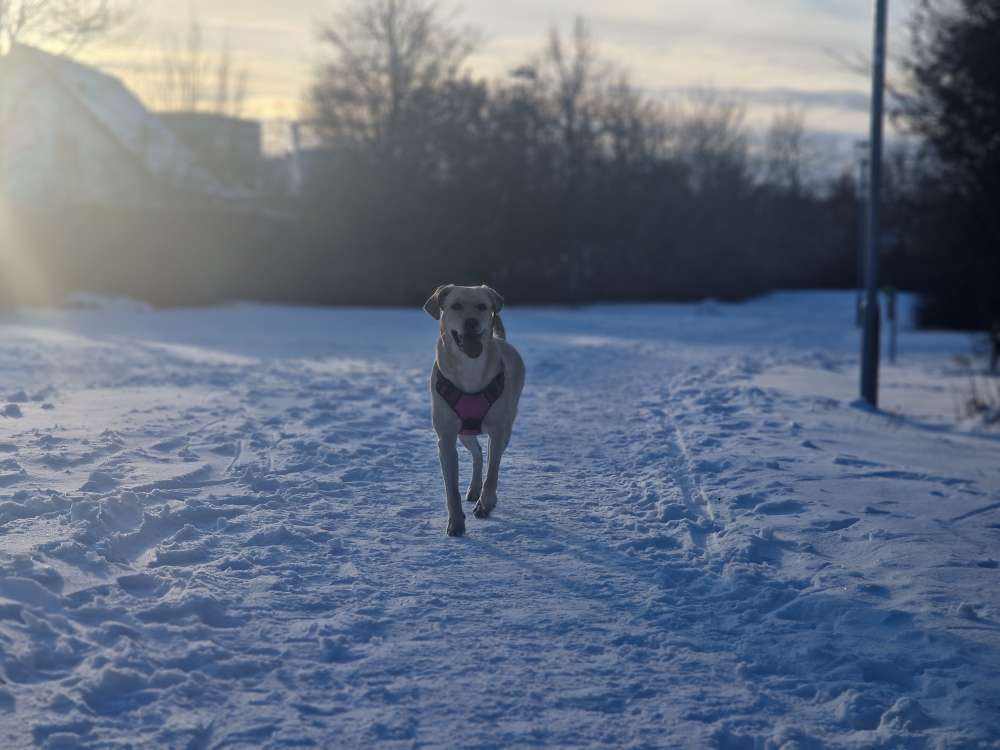Hundetreffen-Hundewiesen und Felder unsicher machen-Profilbild