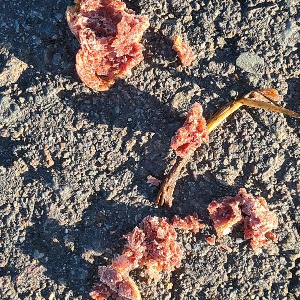 Giftköder-Mögliches Rattengift-Profilbild