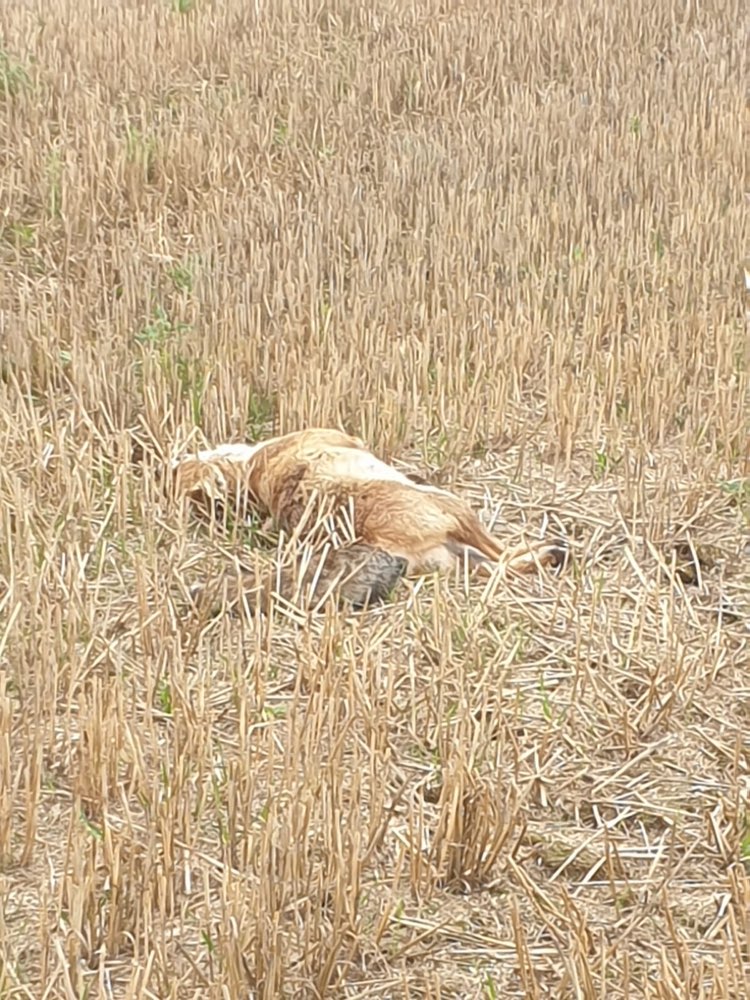Giftköder-Toter Fuchs-Profilbild