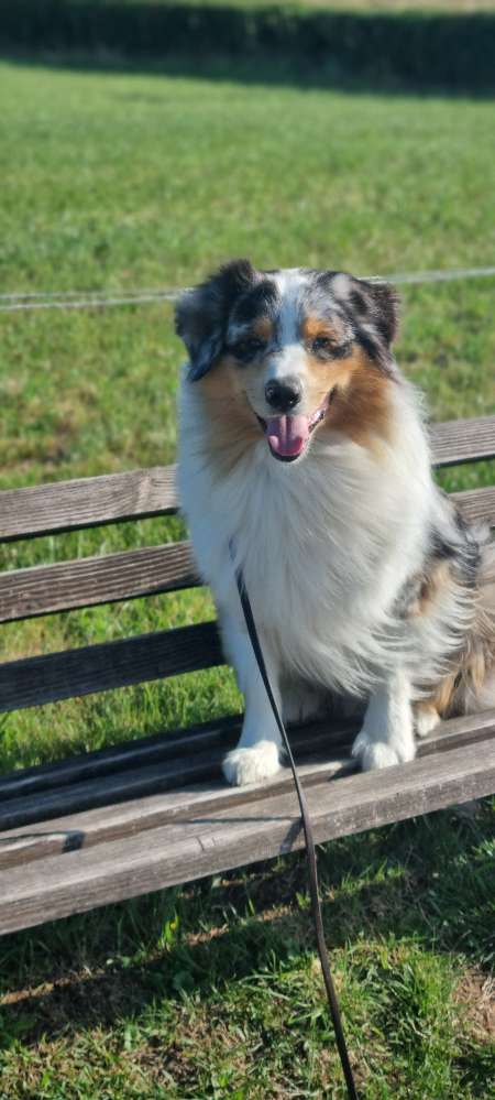 Hundetreffen-Aussies unter sich - die Sülztaler-Profilbild
