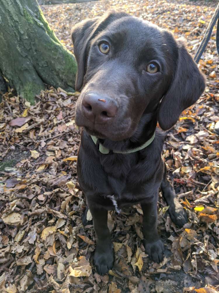 Hundetreffen-Treffen zur Gassirunde-Profilbild
