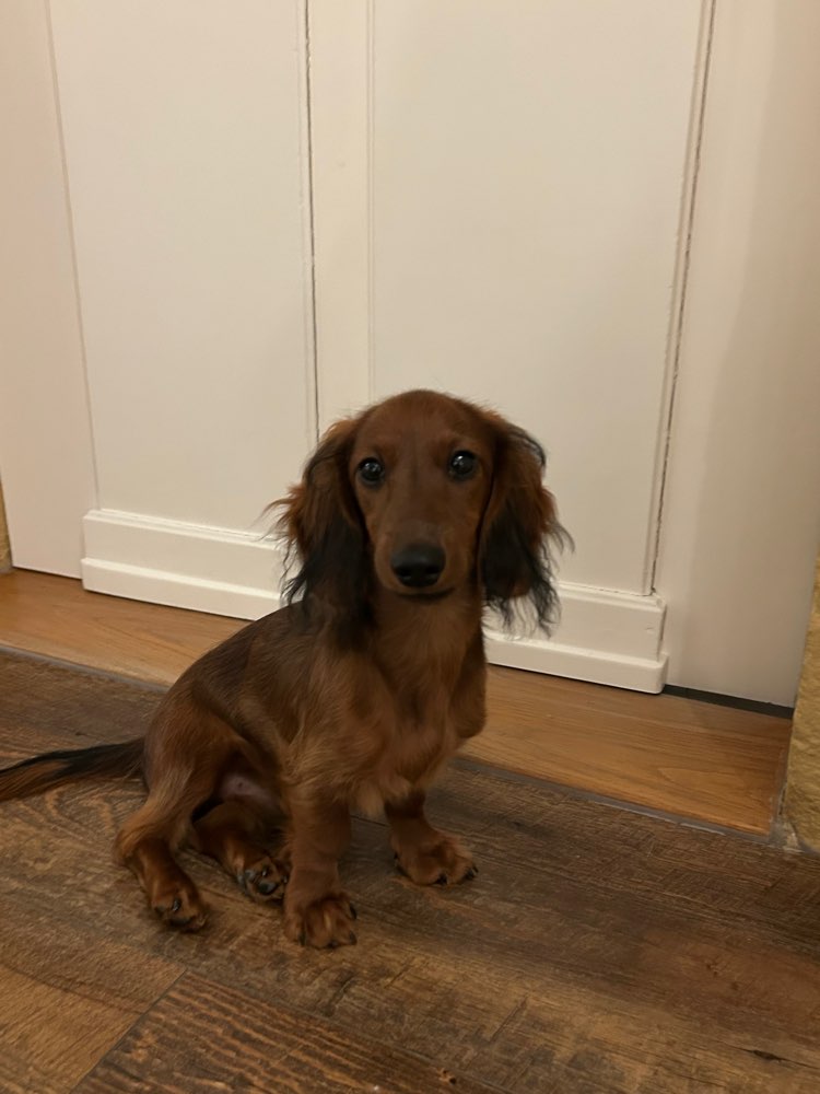 Hundetreffen-Souveräne Althunde als Sozialisationspartner gesucht-Profilbild