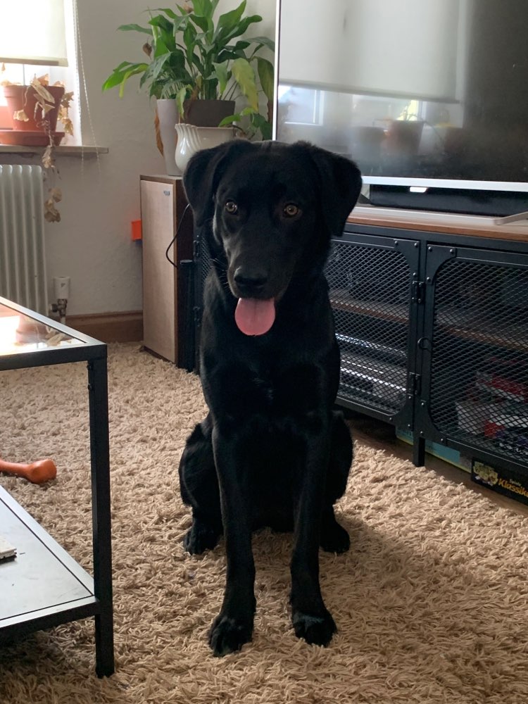 Hundetreffen-Spiel und Gassirunden-Profilbild