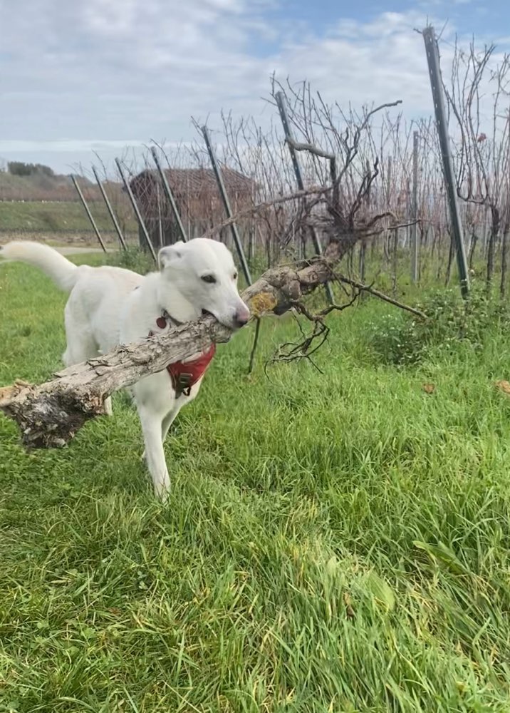 Hundetreffen-Social Walk-Profilbild