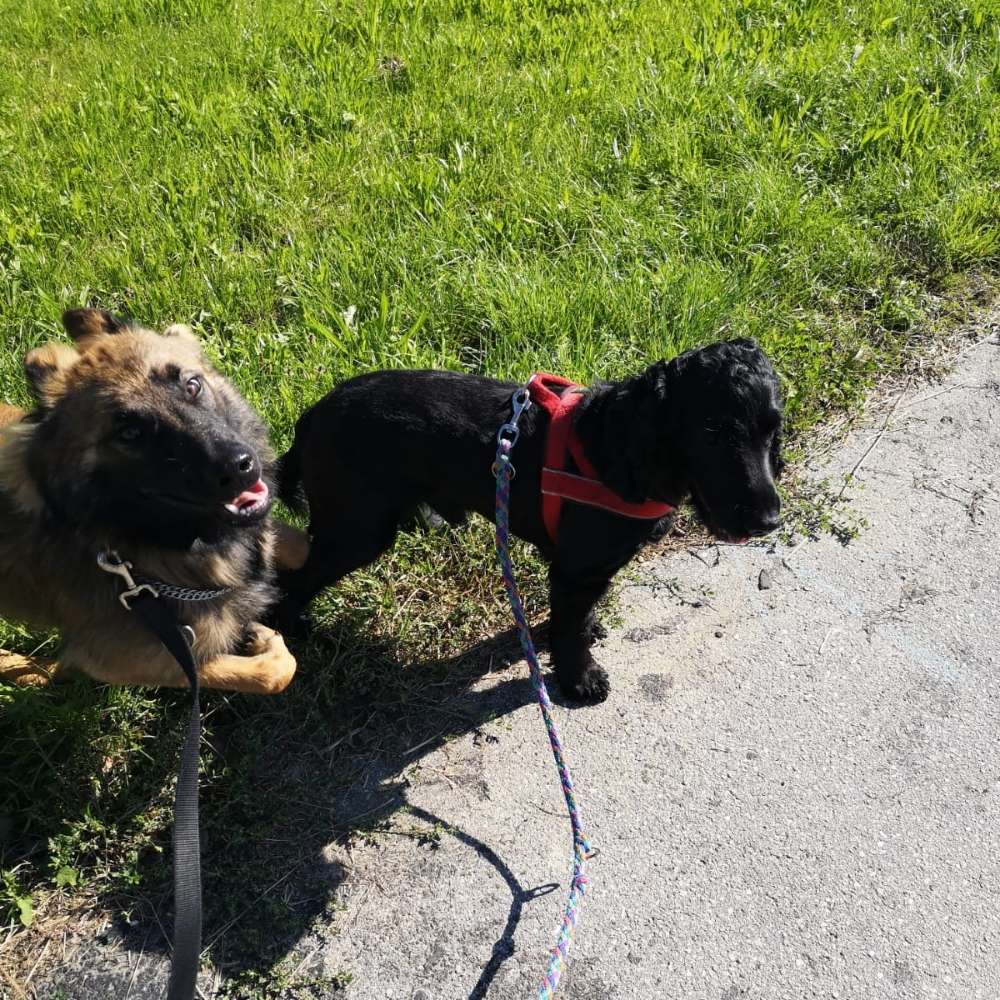Hundetreffen-Gassi Runde in Vilshofen-Profilbild