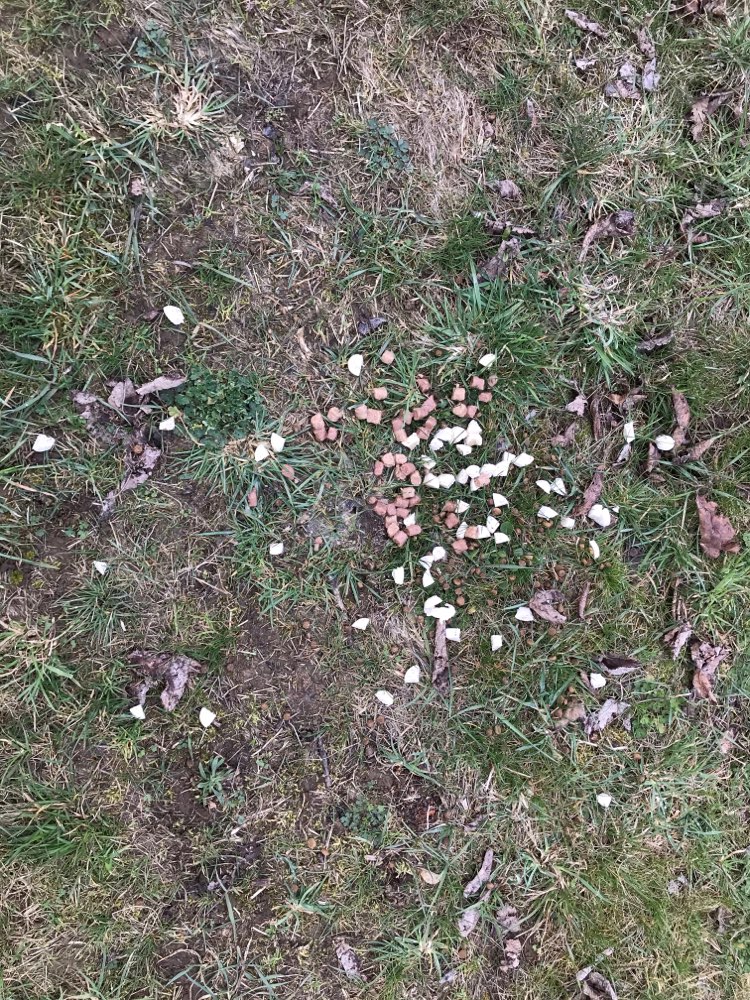 Giftköder-Hundefutter auf Wiese bei Nellingen-Profilbild