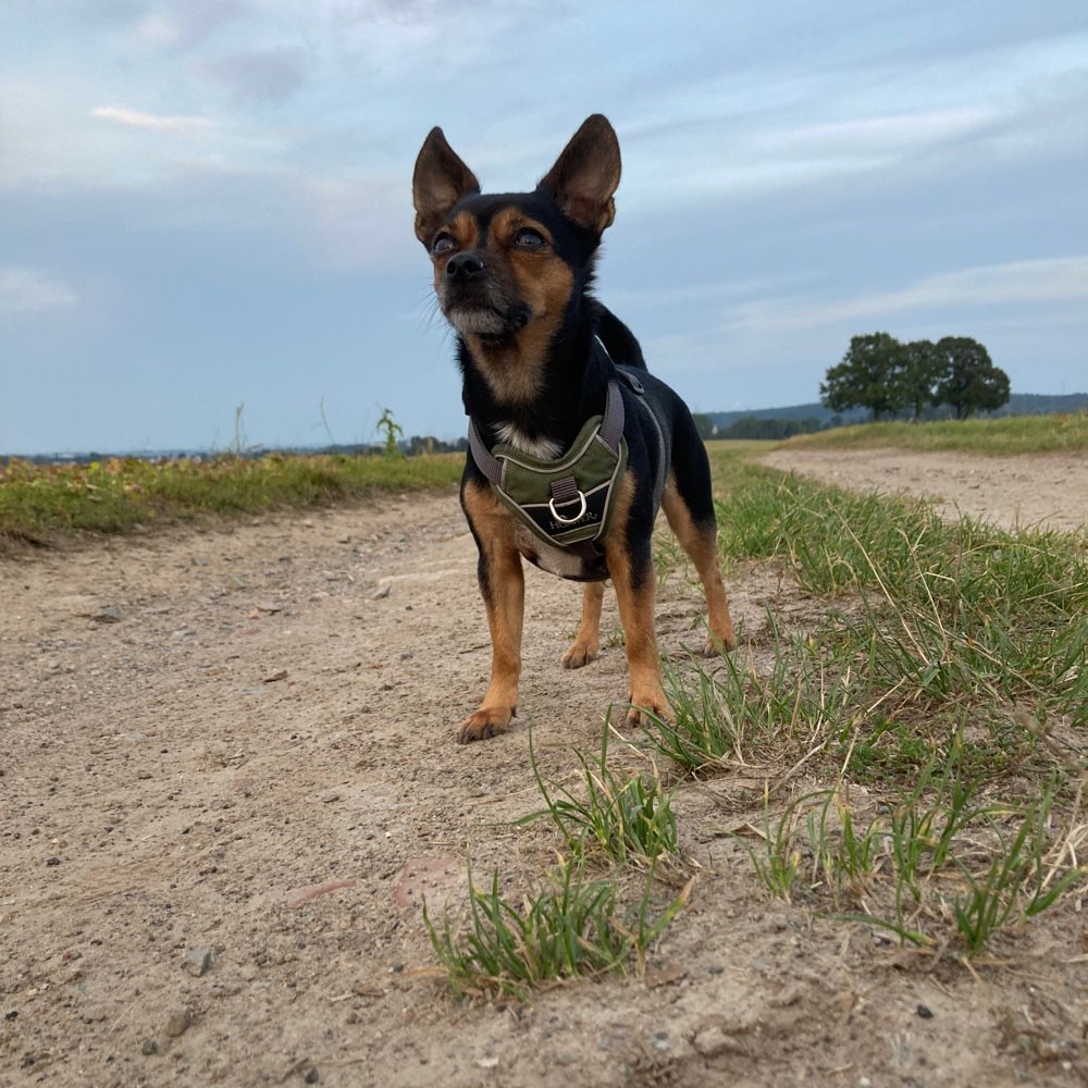 Hundetreffen-Hundefreunde treffen-Profilbild