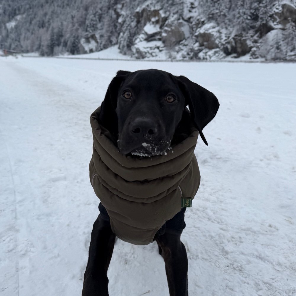 Hundetreffen-Gassitreff in Rodgau-Profilbild