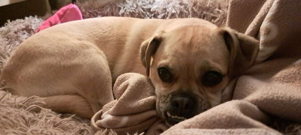 Hundetreffen-Gassitreffen-Profilbild