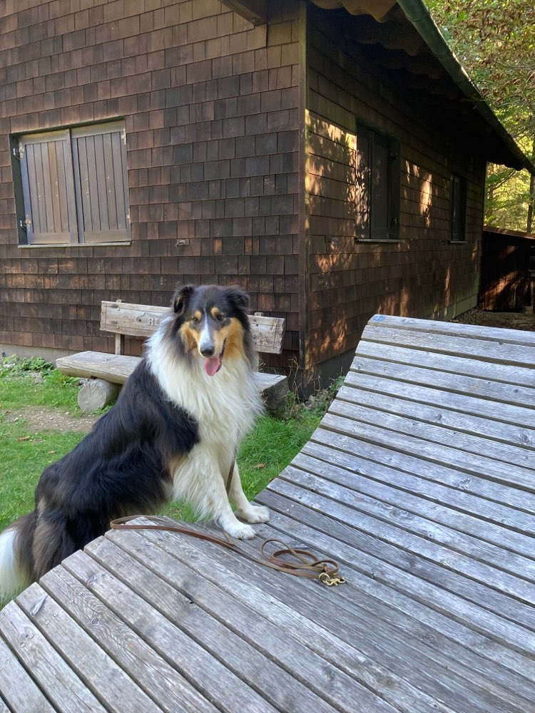 Hundetreffen-Spiel und Gassirunde-Profilbild