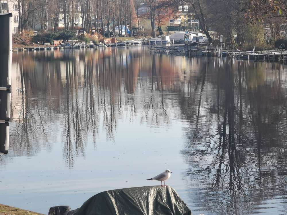 Hundetreffen-Welpentreffen Köpenick-Profilbild