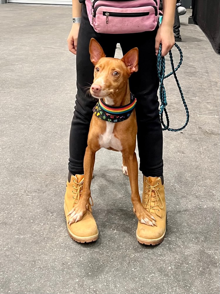 Hundetreffen-Trickdog/Dogdance Gleichgesinnte gesucht-Profilbild