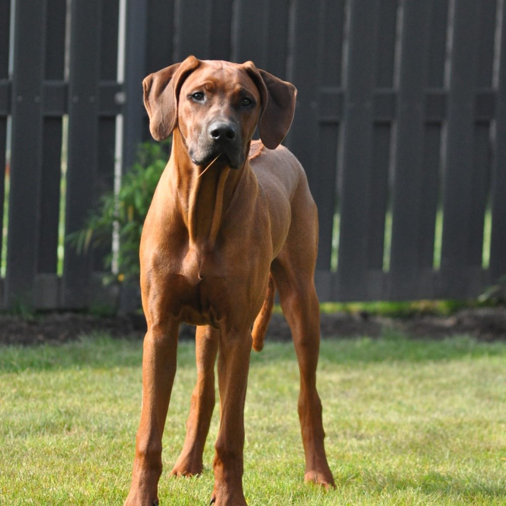 Hundetreffen-Junghunde zum Spielen gesucht-Profilbild