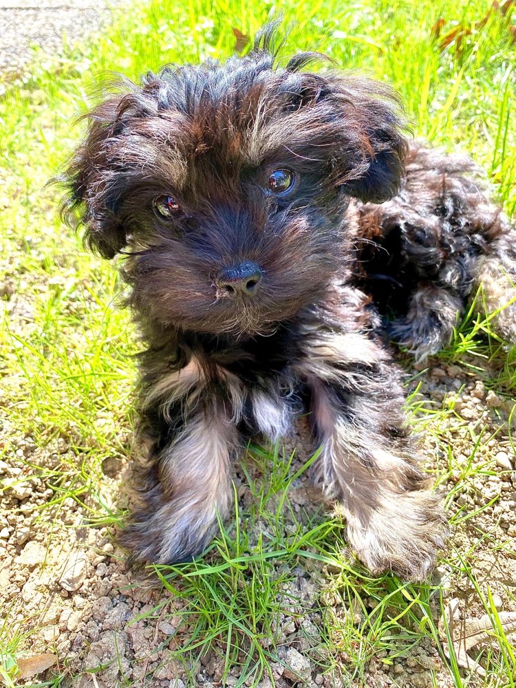 Hundetreffen-Welpengruppe Zürich Unterland-Profilbild