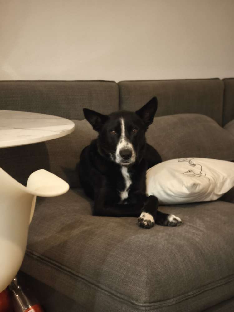 Hundetreffen-Gassirunden und Spielrunden-Profilbild