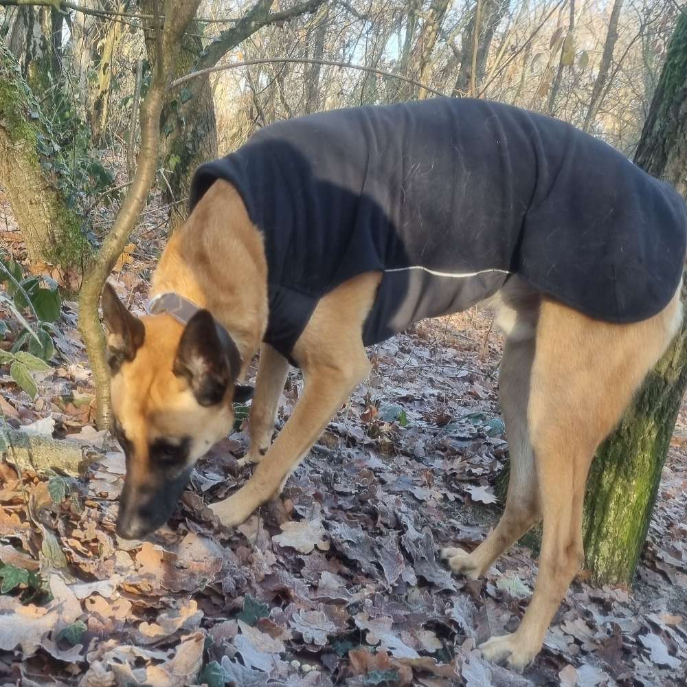 Hundetreffen-Treffen zum toben und spazieren gehen-Profilbild