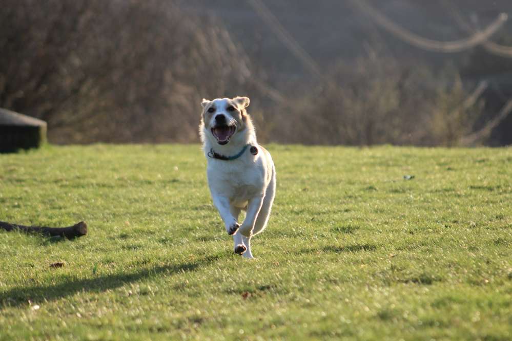 Hundetreffen-Gemeinsame Gassirunde-Profilbild