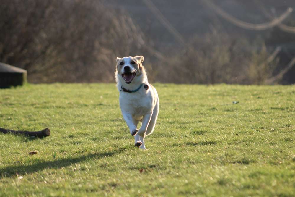 Hundetreffen-Gemeinsame Gassirunde-Profilbild