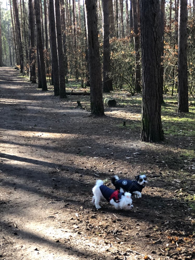 Hundetreffen-Spaziergang durch den Grunewald-Profilbild