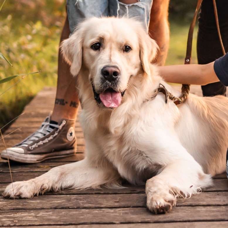 Hundetreffen-Spaziergang, Spielen, Training-Profilbild
