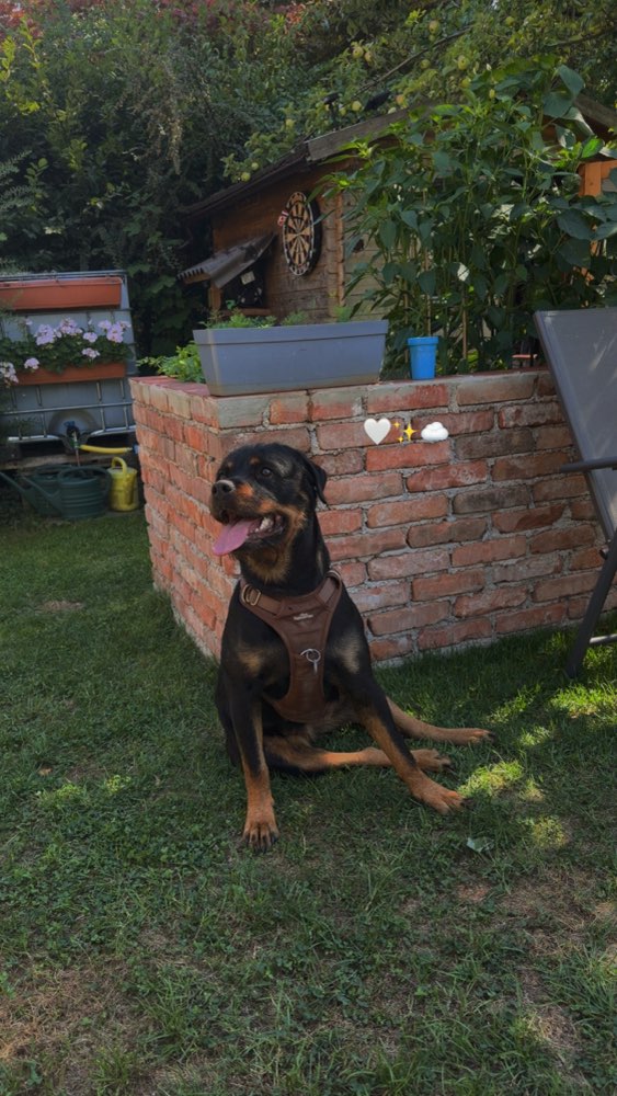 Hundetreffen-Gassi und Spielpartner-Profilbild