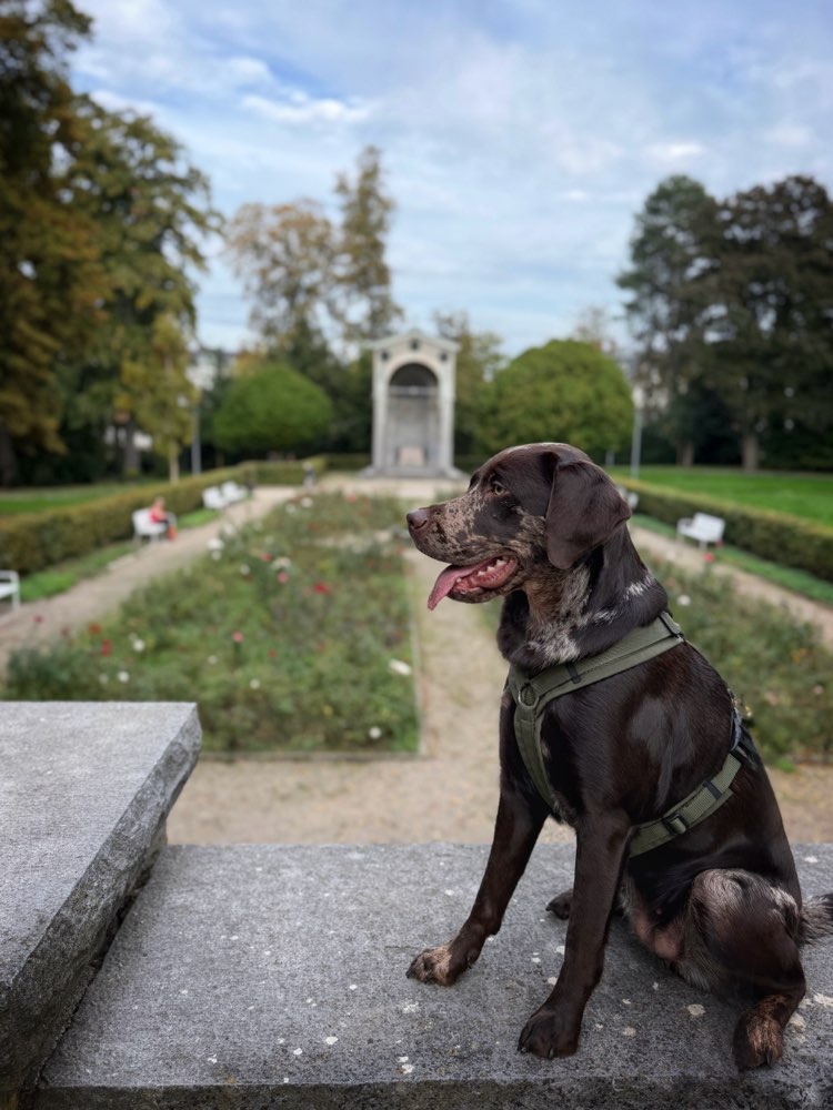 Hundetreffen-Hundefreunde in und um Aachen gesucht-Profilbild