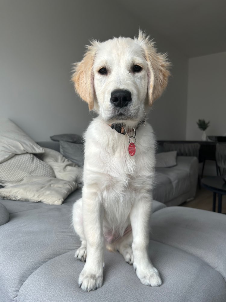 Hundetreffen-Gassi gehen/ Spieltreffen 🐕-Profilbild