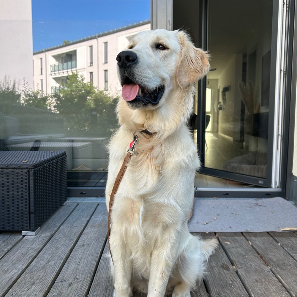 Hundetreffen-Gassi gehen/ Spieltreffen 🐕-Profilbild